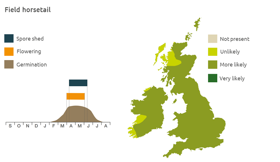 Field horsetail life cycle and UK distribution